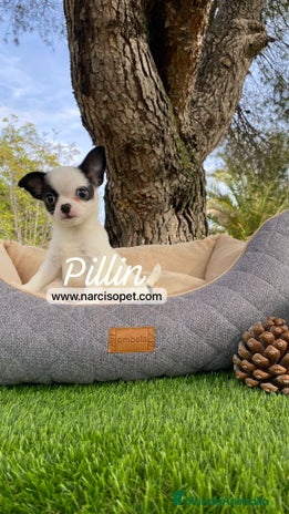 Chihuahua perros - Anuncio 16