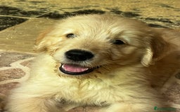 Goldendoodle perros en venta: Goldendoodle  - Imagen 5