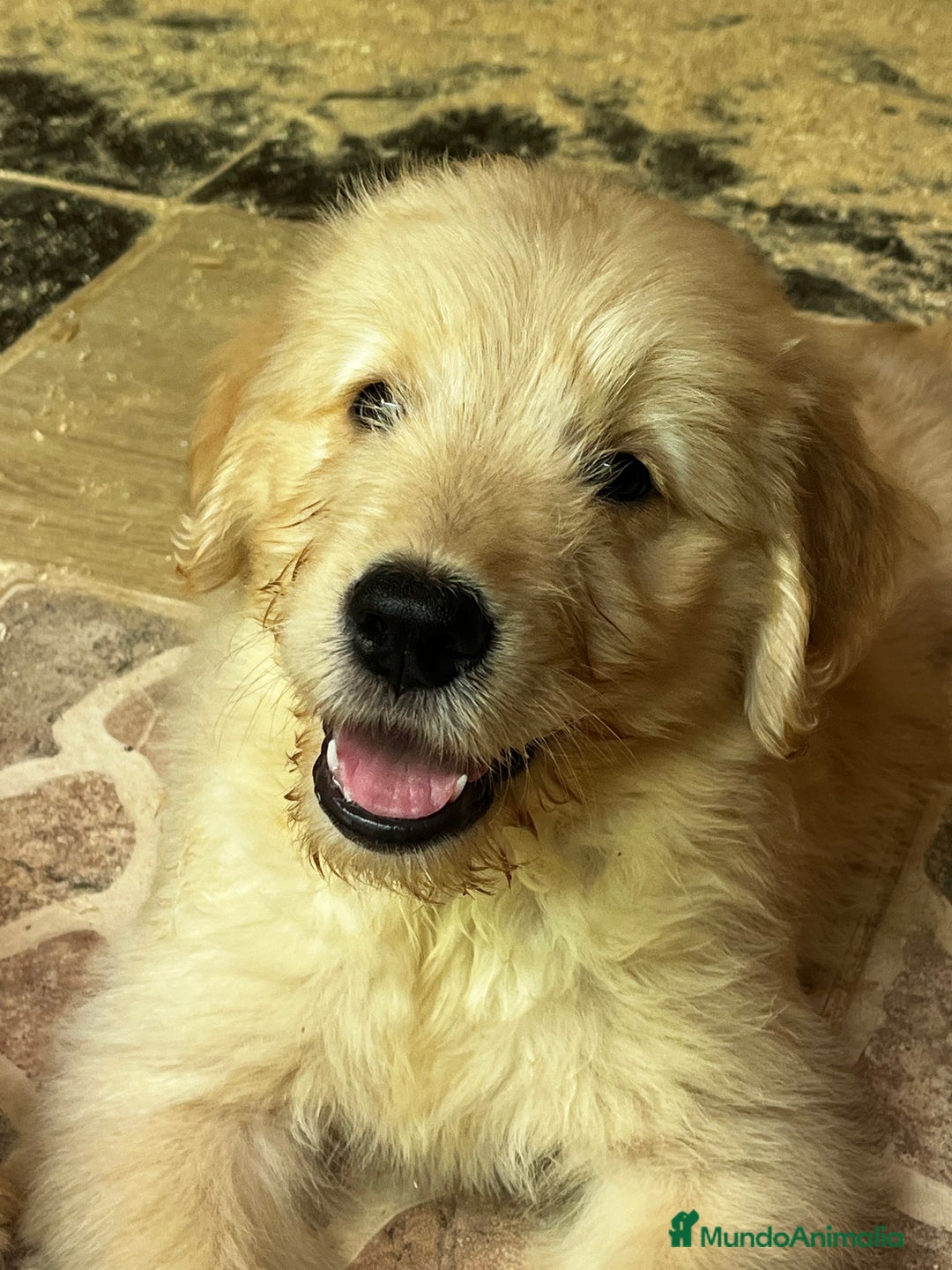 Goldendoodle perros en venta: Goldendoodle  - Imagen 5