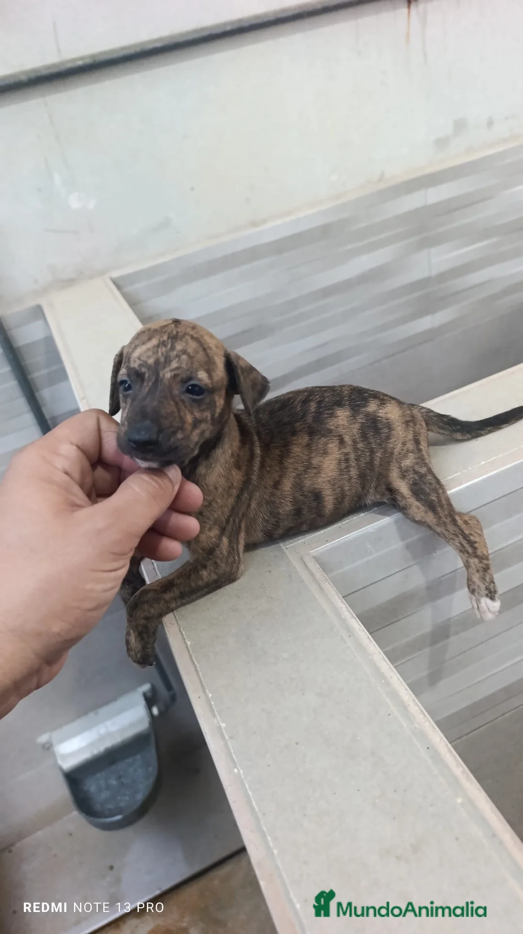 Whippet perros en venta: Cachorros de Whippet  - Anuncio 2