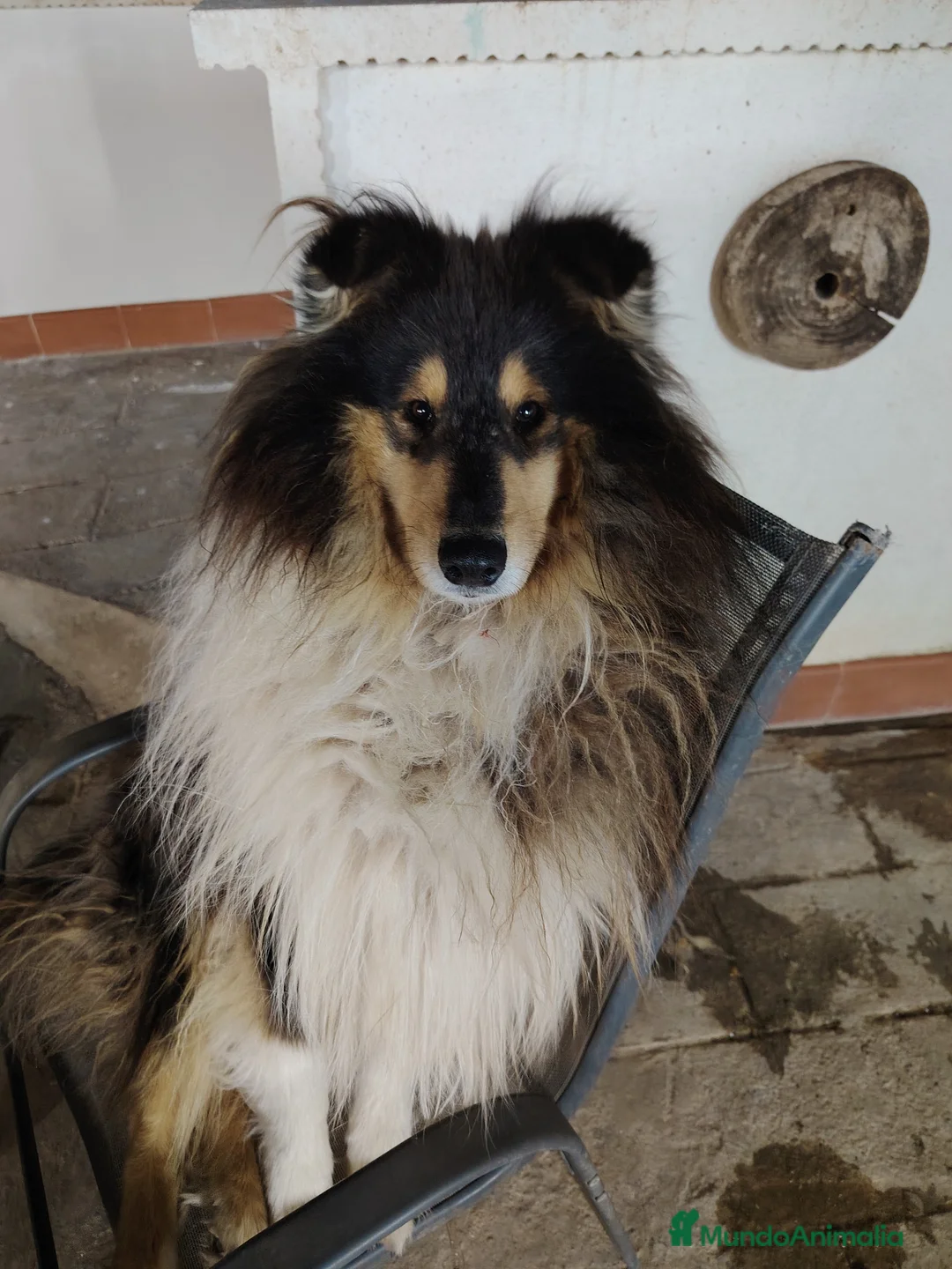 Collie de Pelo Largo perros en venta: Cachorros collie pelo largo/ rough collie - Anuncio 13