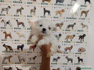 Bichón Maltés perros en Badajoz - Anuncio 39