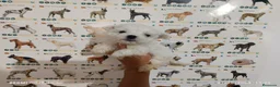 Bichón Maltés perros en venta: Bichón maltés miniatura en Badajoz - Anuncio 1