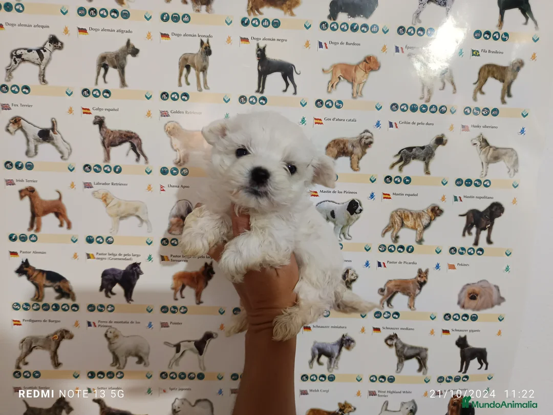 Bichón Maltés perros en venta: Bichón maltés miniatura en Badajoz - Anuncio 1