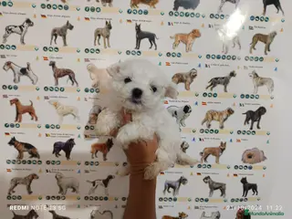 Bichón Maltés perros Bichón maltés miniatura en Badajoz - Anuncio 27