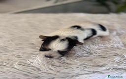 Yorkshire Terrier perros en venta: YORKSHIRE BIEWER HEMBRA - Anuncio 9