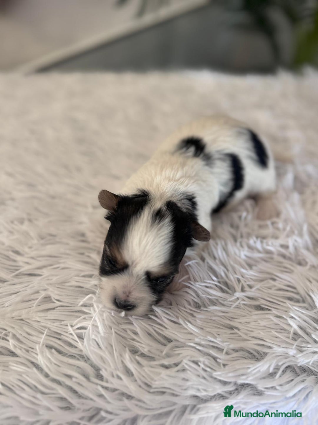 Yorkshire Terrier perros en venta: YORKSHIRE BIEWER HEMBRA - Anuncio 9