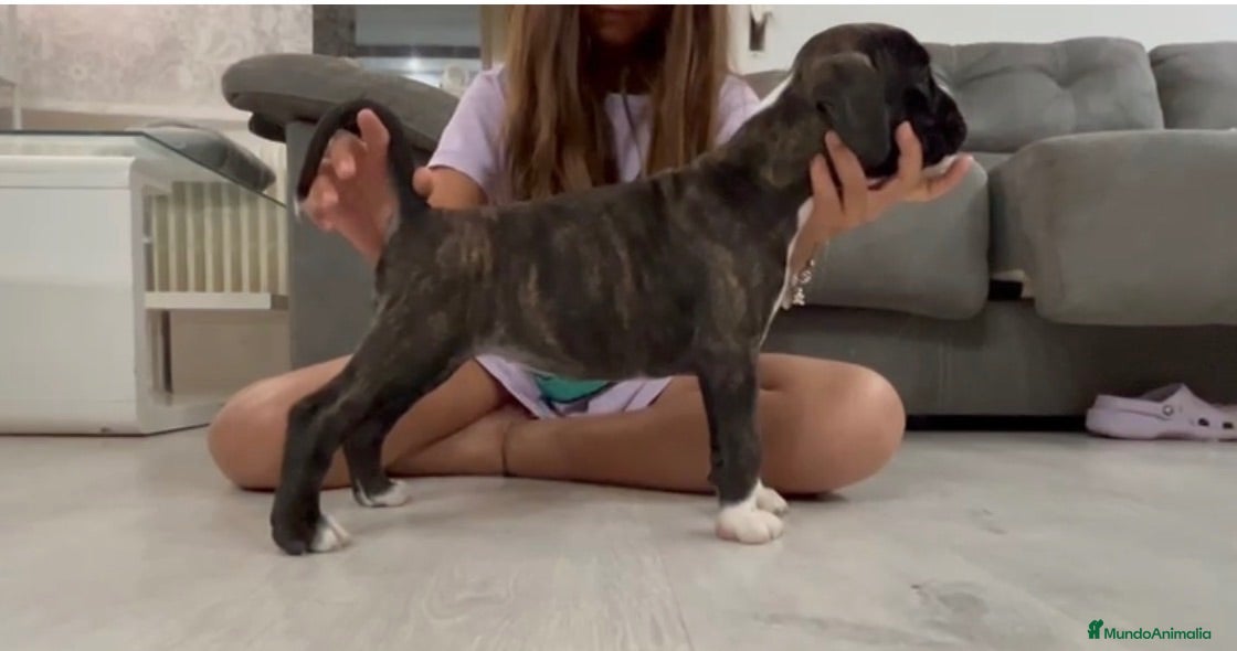 Boxer perros Boxer atigrado  - Anuncio 1