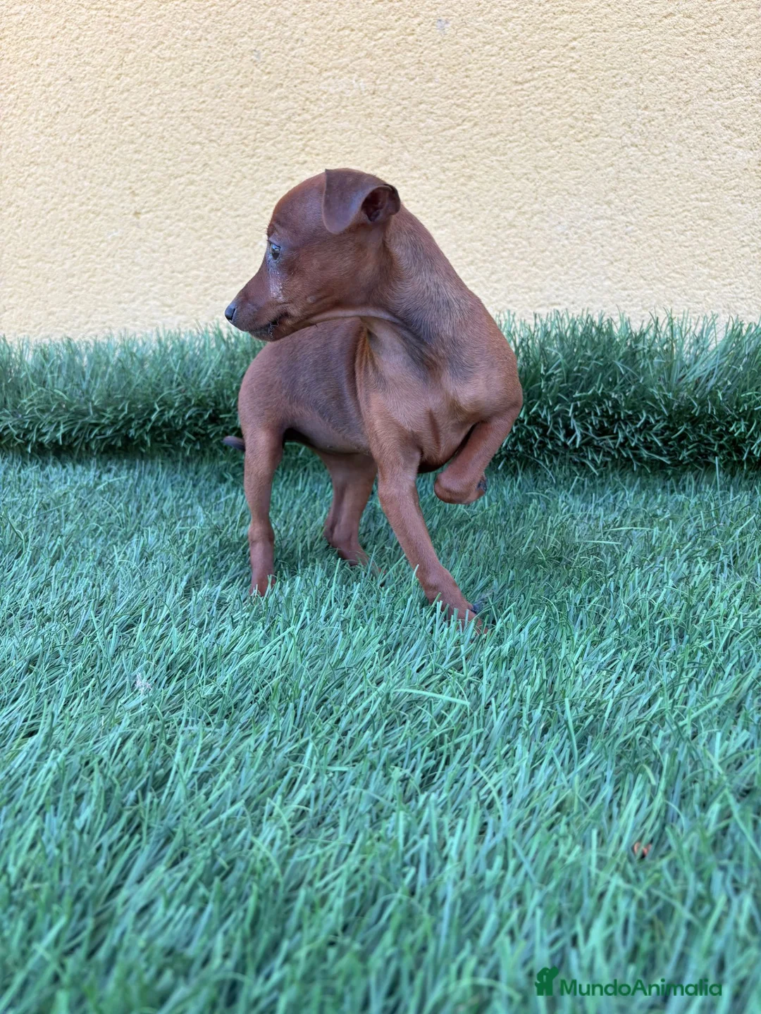 Pinscher Miniatura perros en venta: Pinscher miniatura o mini pinscher toy hembra  - Anuncio 5