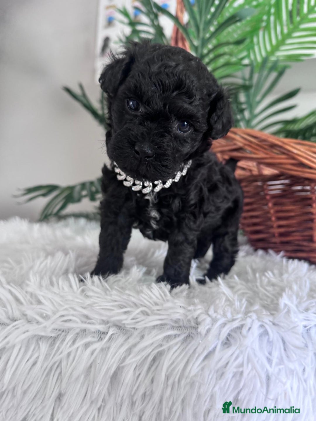 Caniche Toy perros en venta: CANICHE TOY MACHO - Anuncio 10