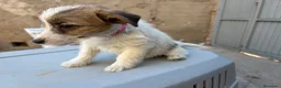 Jack Russell Terrier perros en venta: Jack rusell terrier  - Anuncio 7