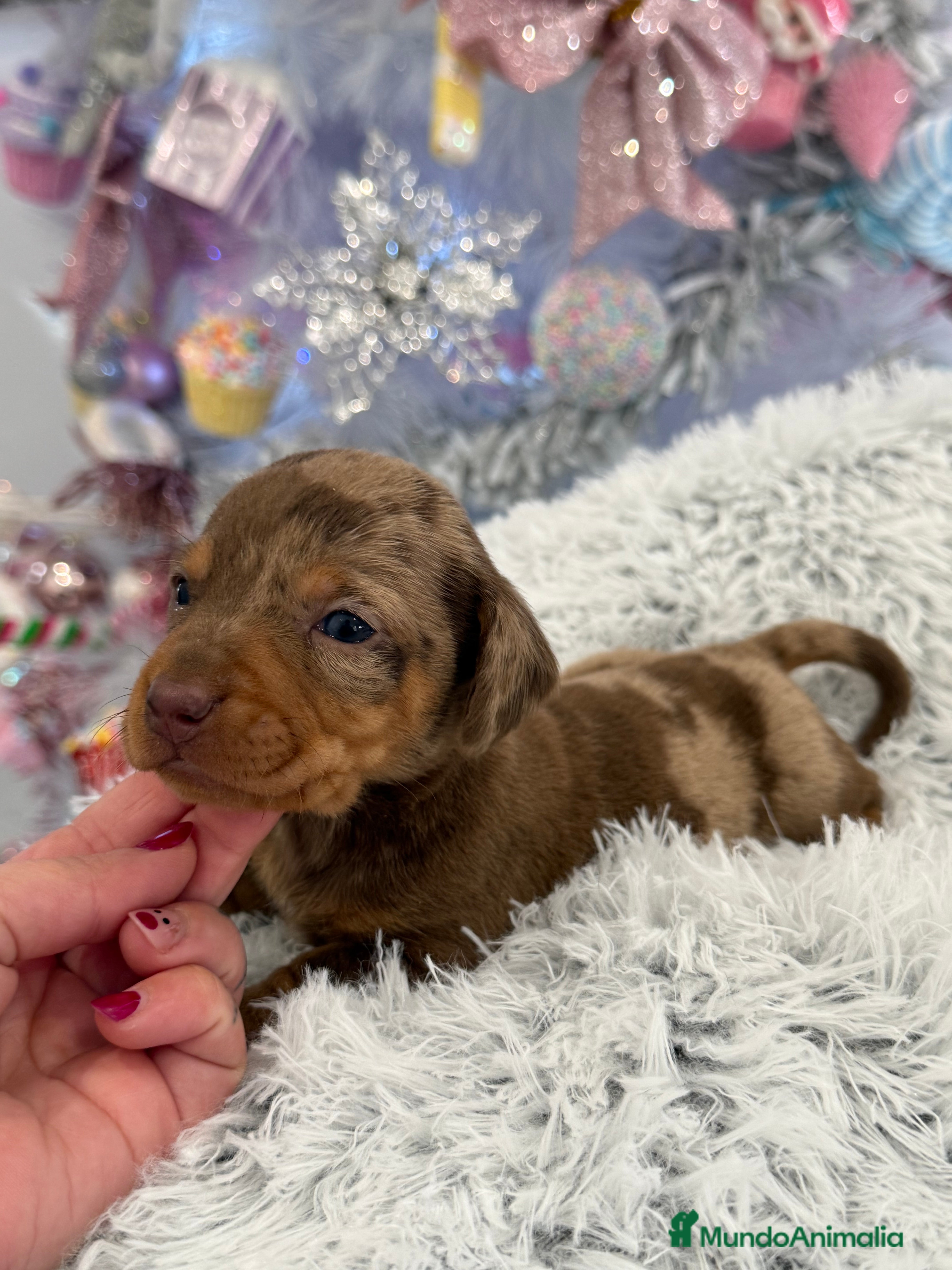 Teckel Miniatura perros Teckel mini arlequín chocolate disponible  - Anuncio 35