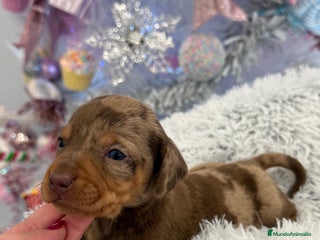 Teckel Miniatura perros Teckel mini arlequín chocolate disponible - Anuncio 35