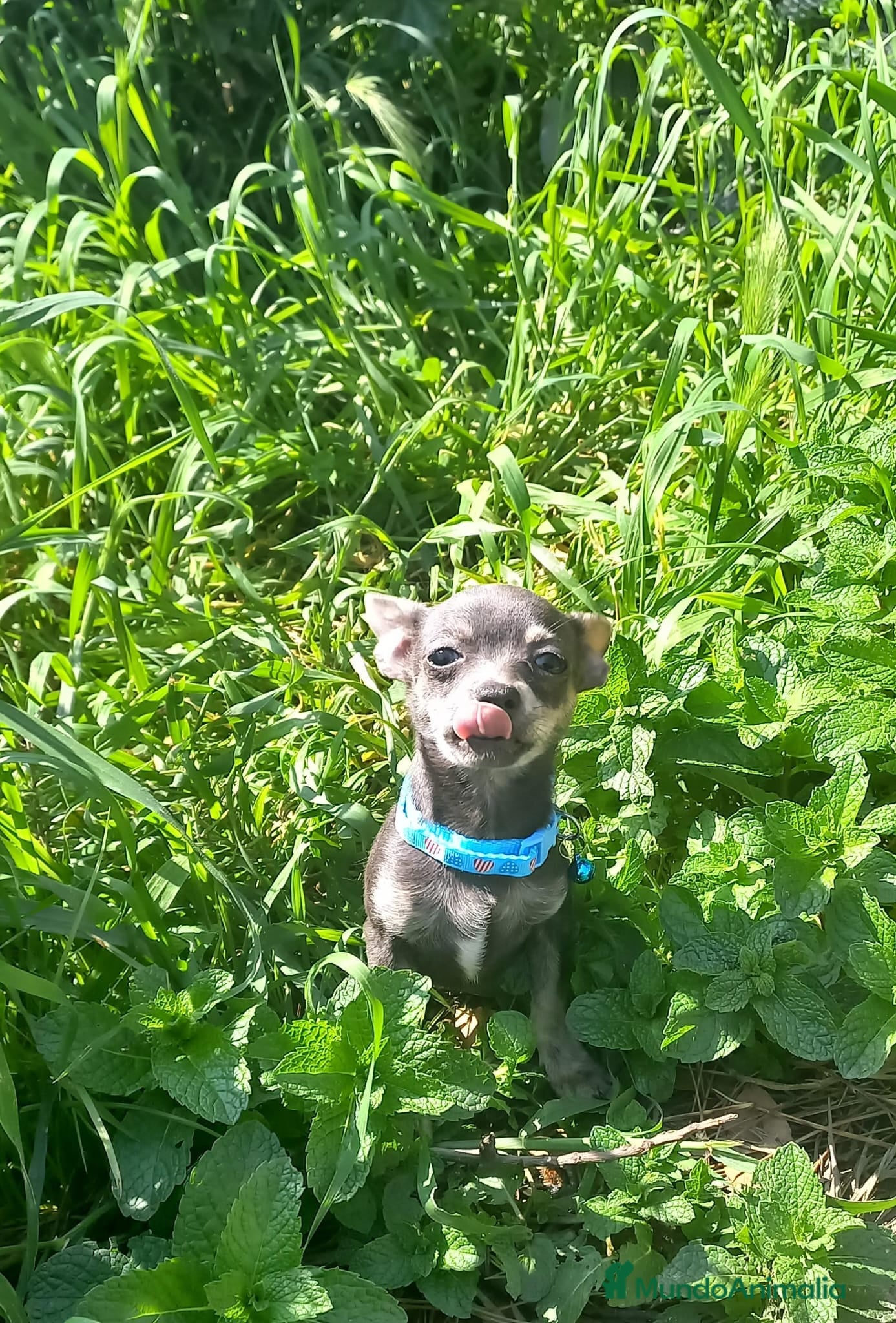 Chihuahua perros Chihuahua de 4 meses toy azul tang - Anuncio 2