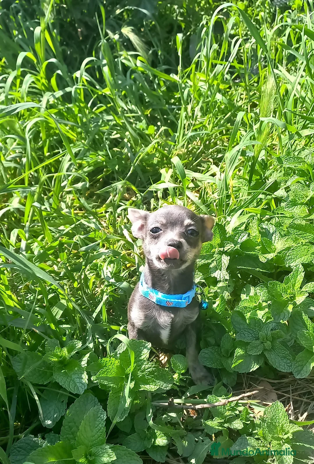 Chihuahua perros en venta: Chihuahua de 4 meses toy azul tang - Anuncio 2