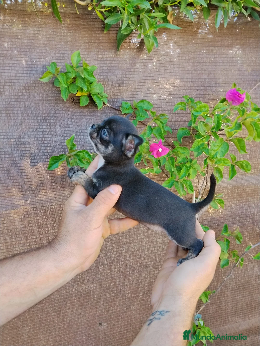 Chihuahua perros en venta: Chihuahua tot macho  - Anuncio 4