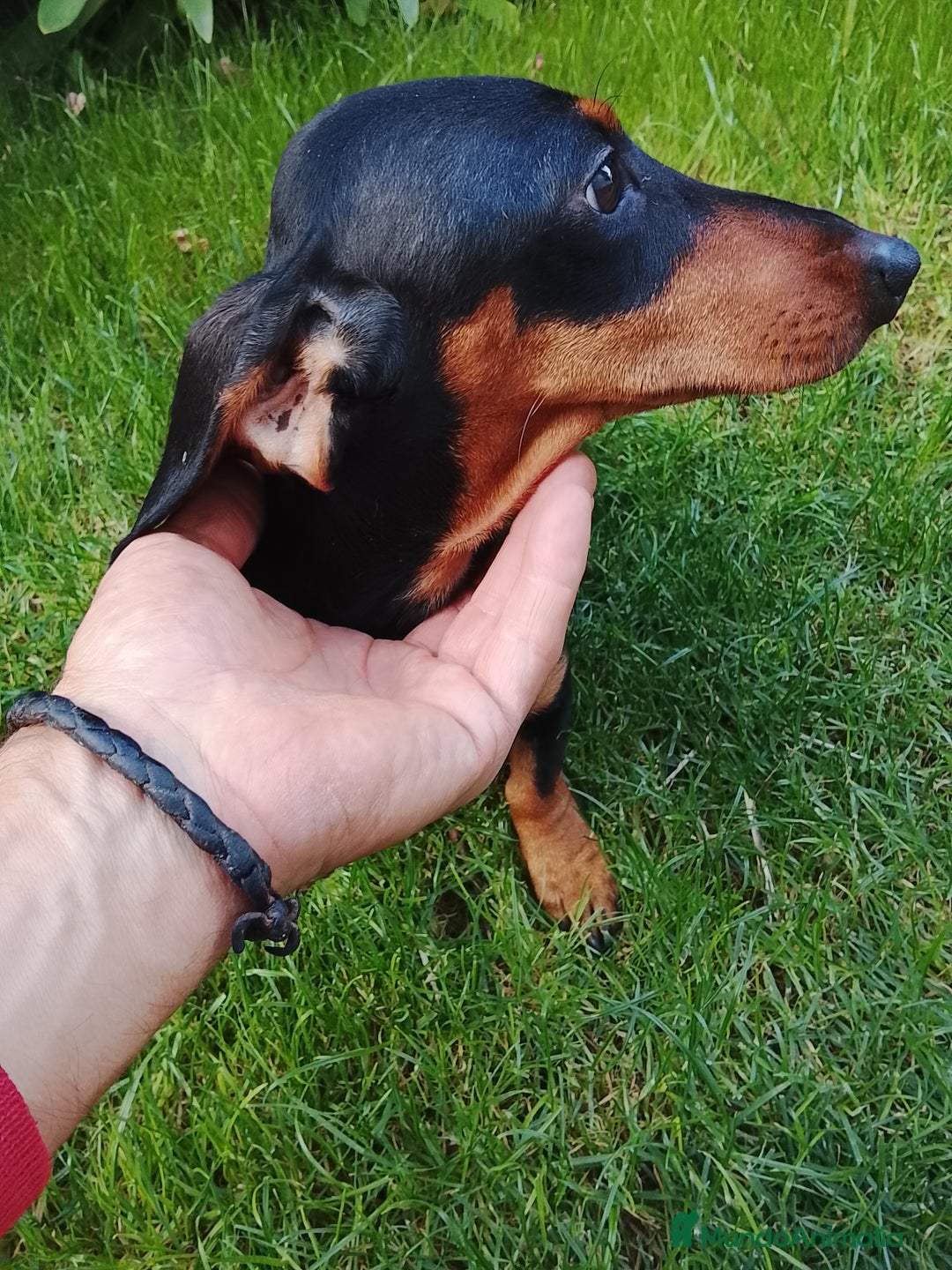 Teckel perros en venta: Teckel de pelo corto. - Imagen 4