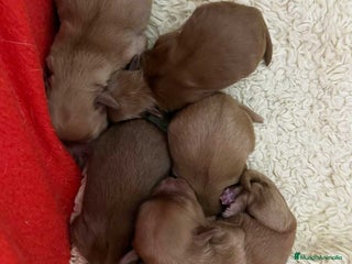 Caniche Toy perros en Barcelona - Anuncio 42