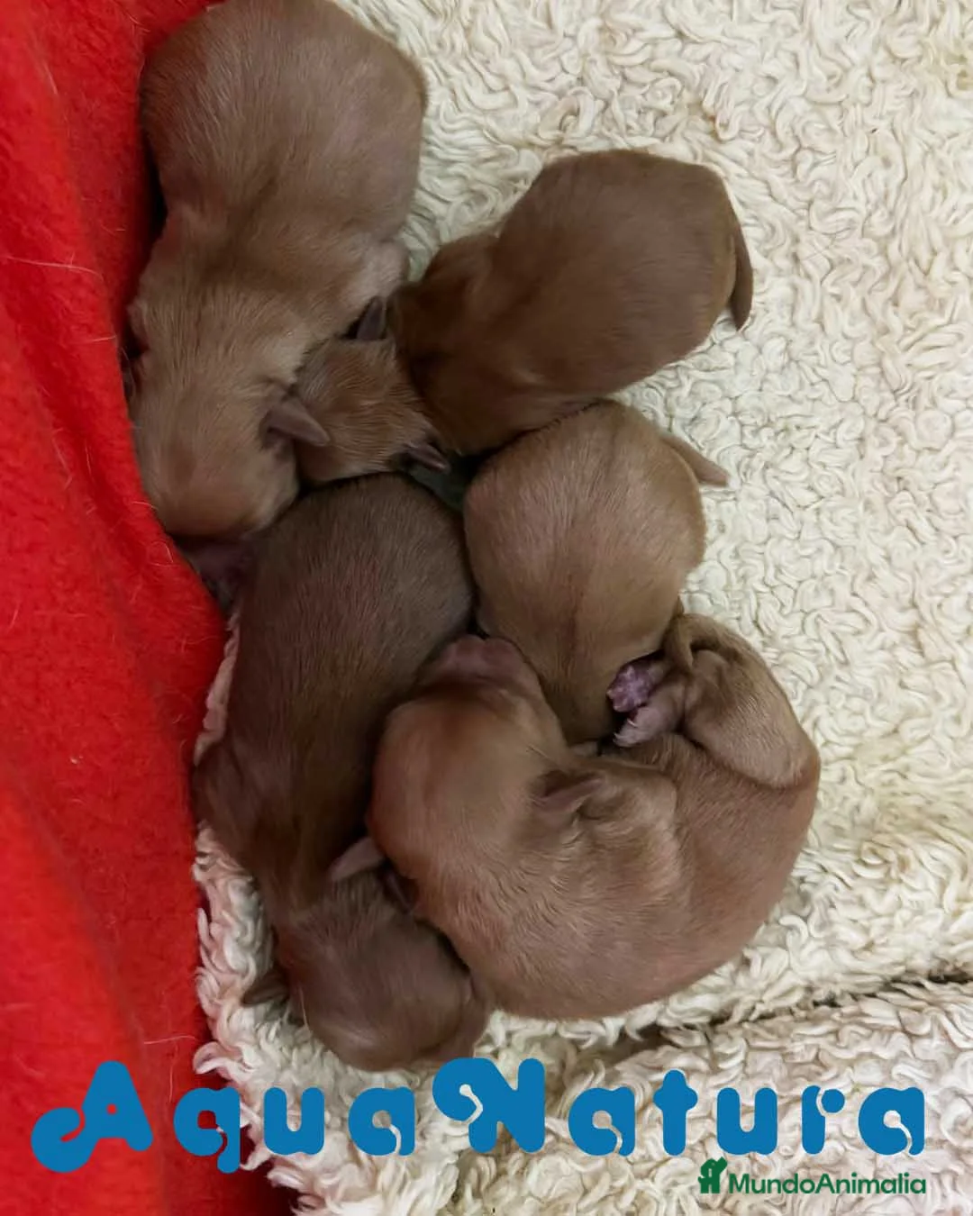 Caniche Toy perros en venta: Camada HAVAPOO de Haya y Can - AQUANATURA en Barcelona - Anuncio 1