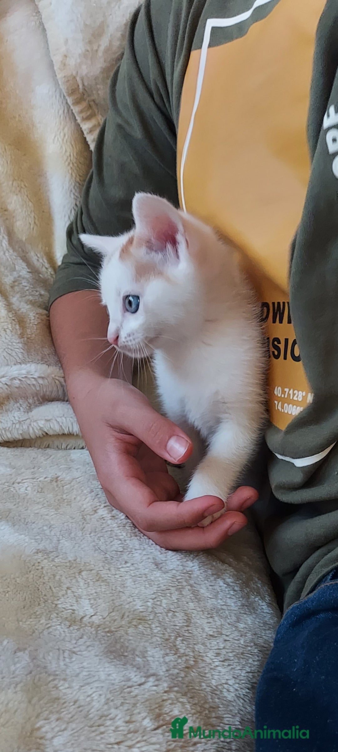 Otras razas gatos en venta: Cruce de gato persa - Imagen 6