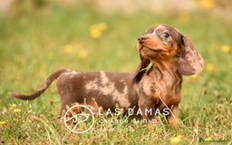 Teckel perros en venta: Cachorros de teckel arlequín disponibles - Imagen 6