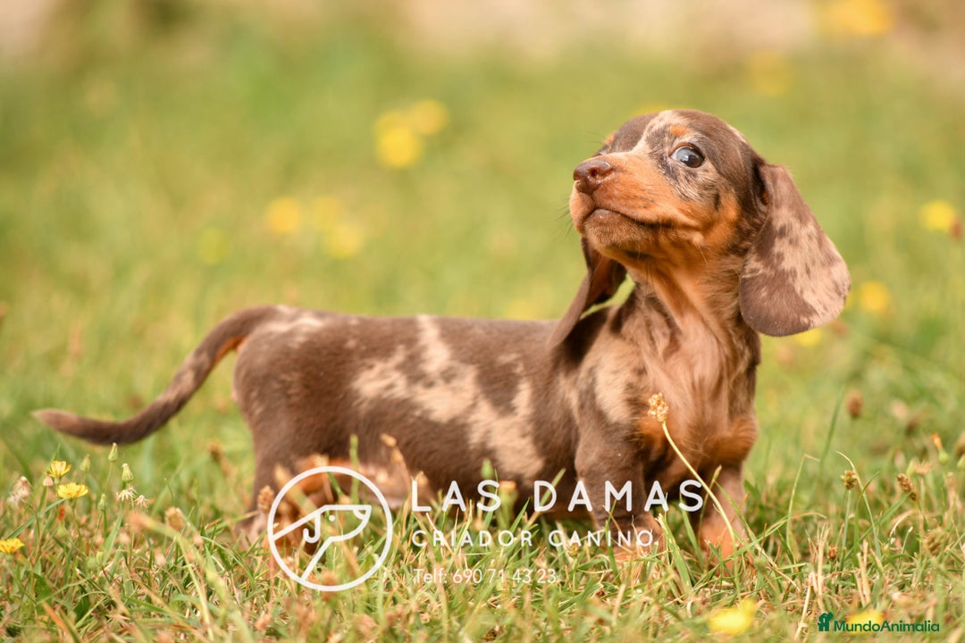 Teckel perros en venta: Cachorros de teckel arlequín disponibles - Imagen 6