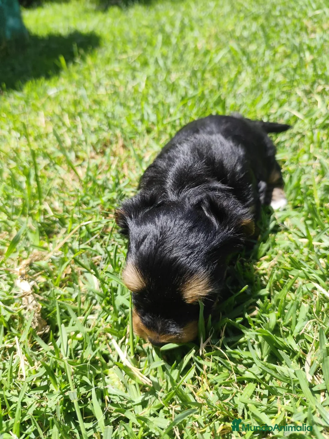 Yorkshire Terrier perros en venta: Yorkshire toy - Anuncio 9
