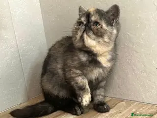 Persa gatos Persa Exótico - Anuncio 8