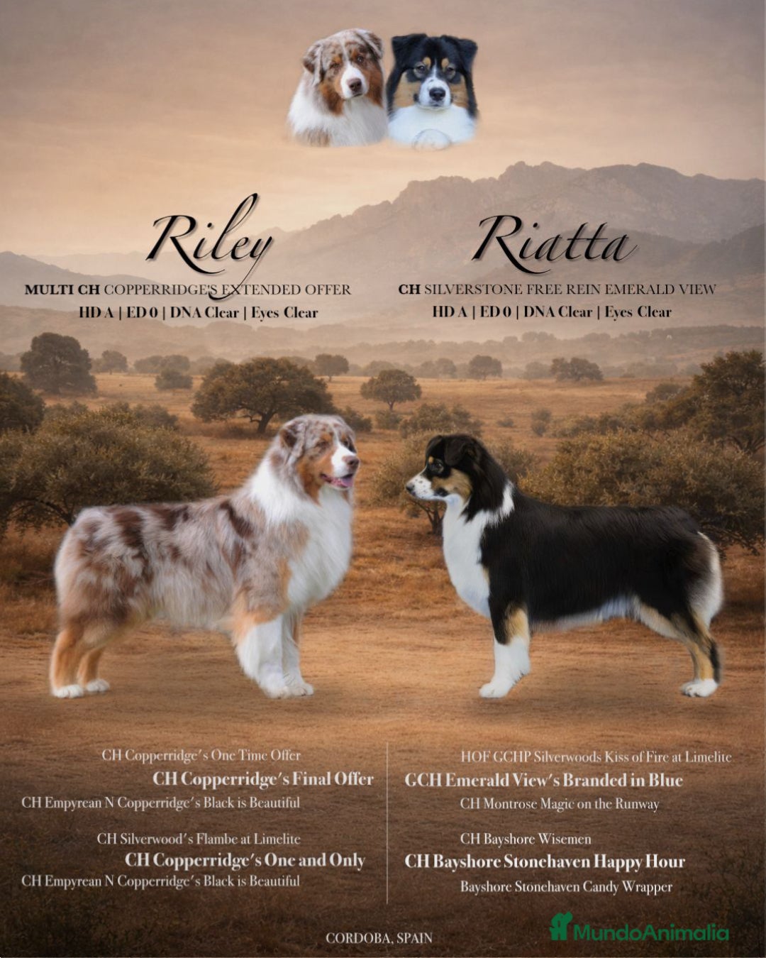 Pastor Australiano perros Proxima camada pedigree, familiar y con garantías - Anuncio 4