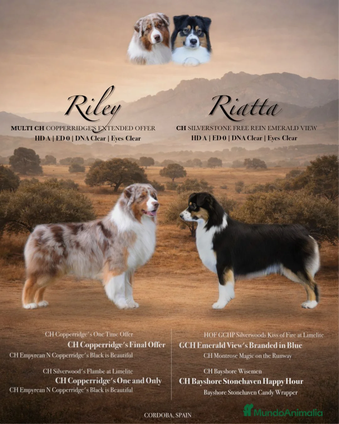 Pastor Australiano perros en venta: Proxima camada pedigree, familiar y con garantías - Anuncio 1