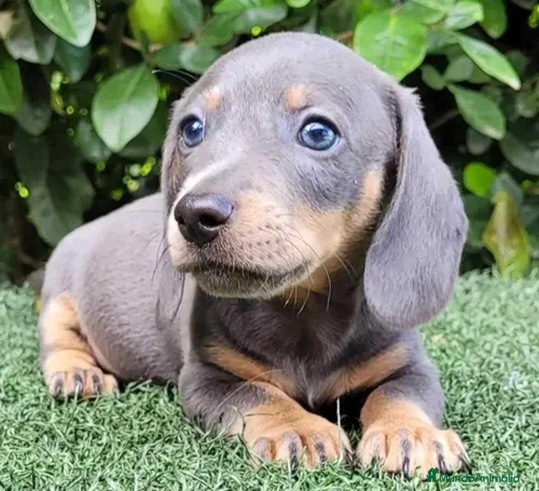 Teckel Miniatura perros en venta: CACHORRO TECKEL BLUE, ULTIMO MACHO - Anuncio 1