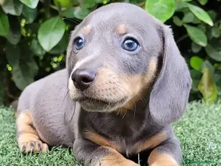 Teckel Miniatura perros CACHORRO TECKEL BLUE, ULTIMO MACHO - Anuncio 1