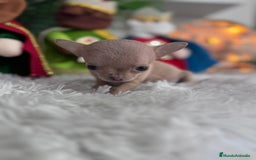 Chihuahua perros en venta: CHIHUAHUA HEMBRA - Anuncio 8