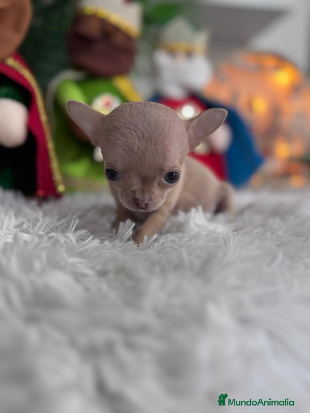 Chihuahua perros en venta: CHIHUAHUA HEMBRA - Anuncio 8