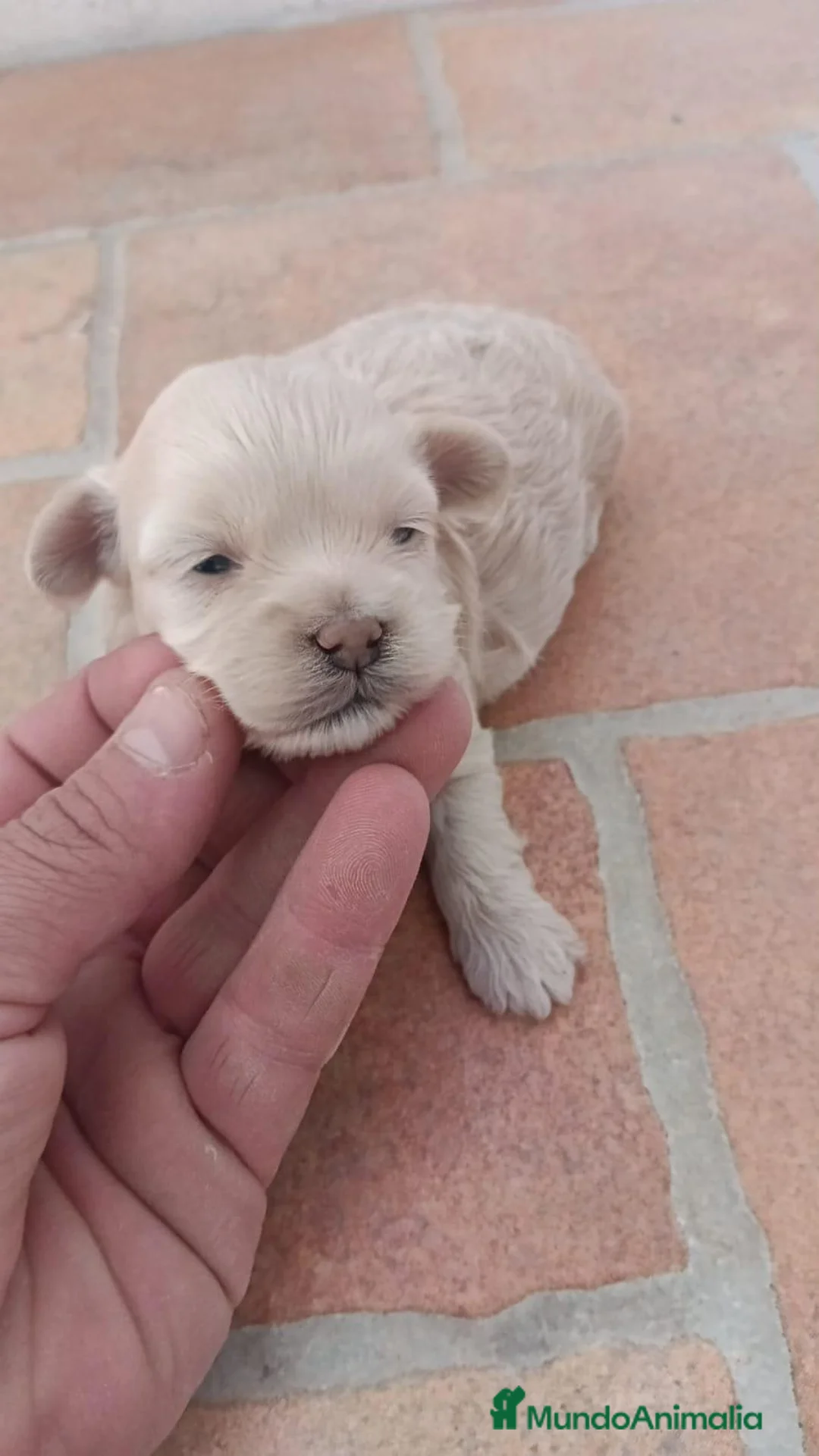 Maltipoo perros en venta: Hembras maltipoo toys - Anuncio 2