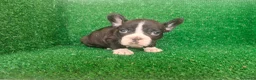 Bulldog Francés perros en venta: Bulldog francés  - Anuncio 20