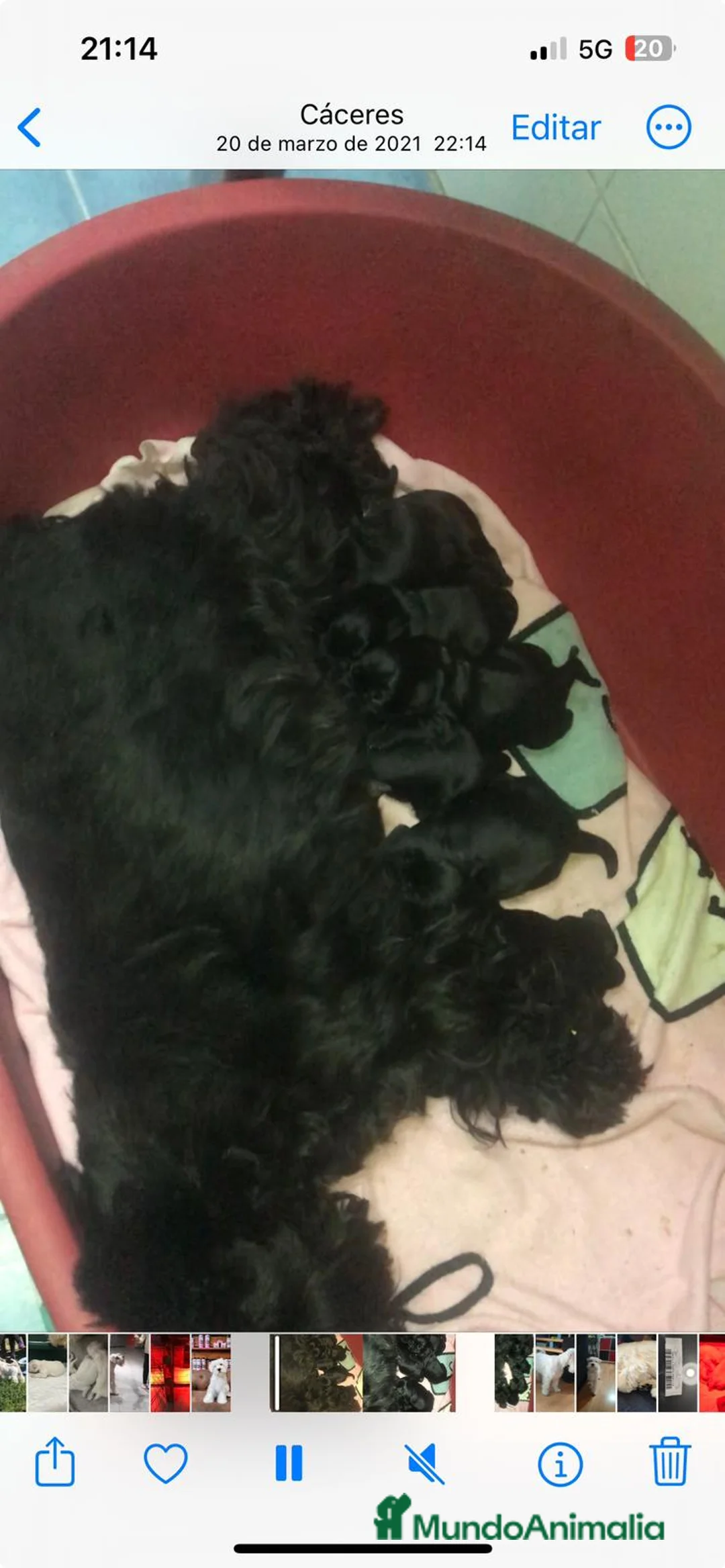 Schnauzer Miniatura perros en venta: Schnauzer mini en Cáceres - Anuncio 3