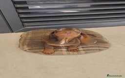 Teckel perros en venta: Macho chocolate kaninchen  - Imagen 4