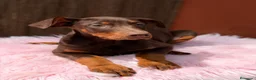 Dobermann perros en venta: DOBERMAN CHOCOLATE - Anuncio 3