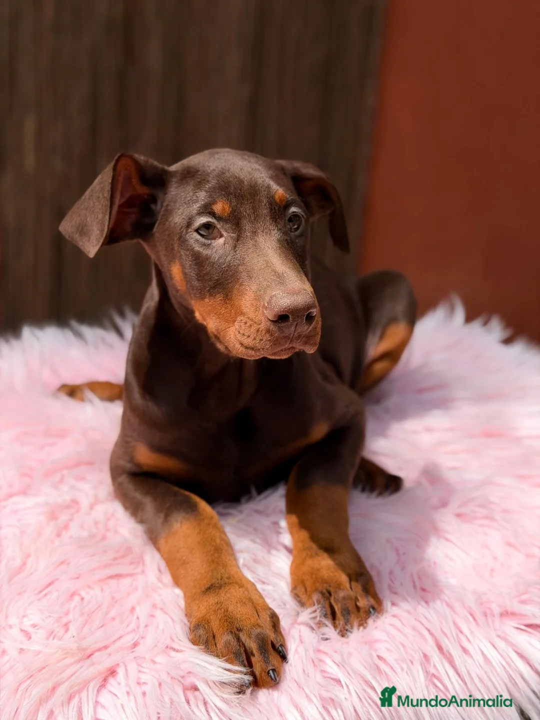 Dobermann perros en venta: DOBERMAN CHOCOLATE - Anuncio 3