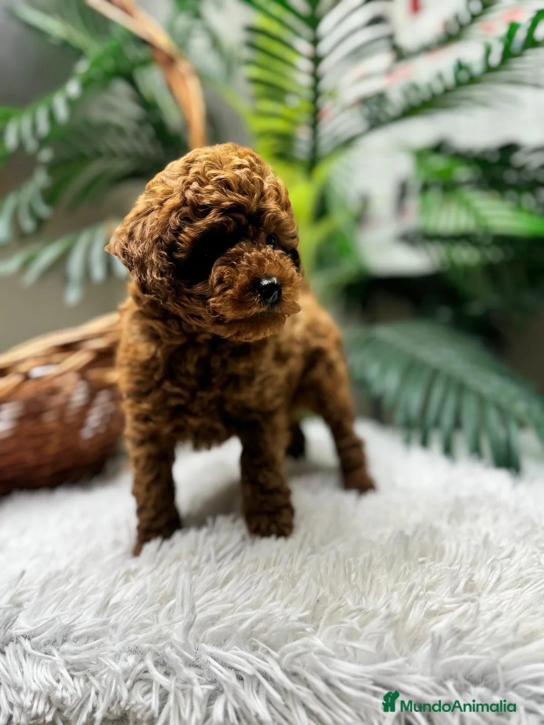 Caniche Toy perros en venta: CANICHE TOY-CACHORRO LISTO PARA ENTREGAR - Anuncio 8