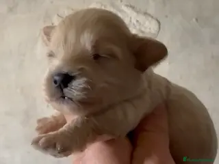 Maltipoo perros Preciosos Maltipoo para reservar - Anuncio 1