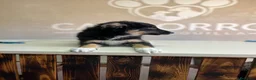 Border Collie perros en venta: Último Border collie  - Anuncio 6