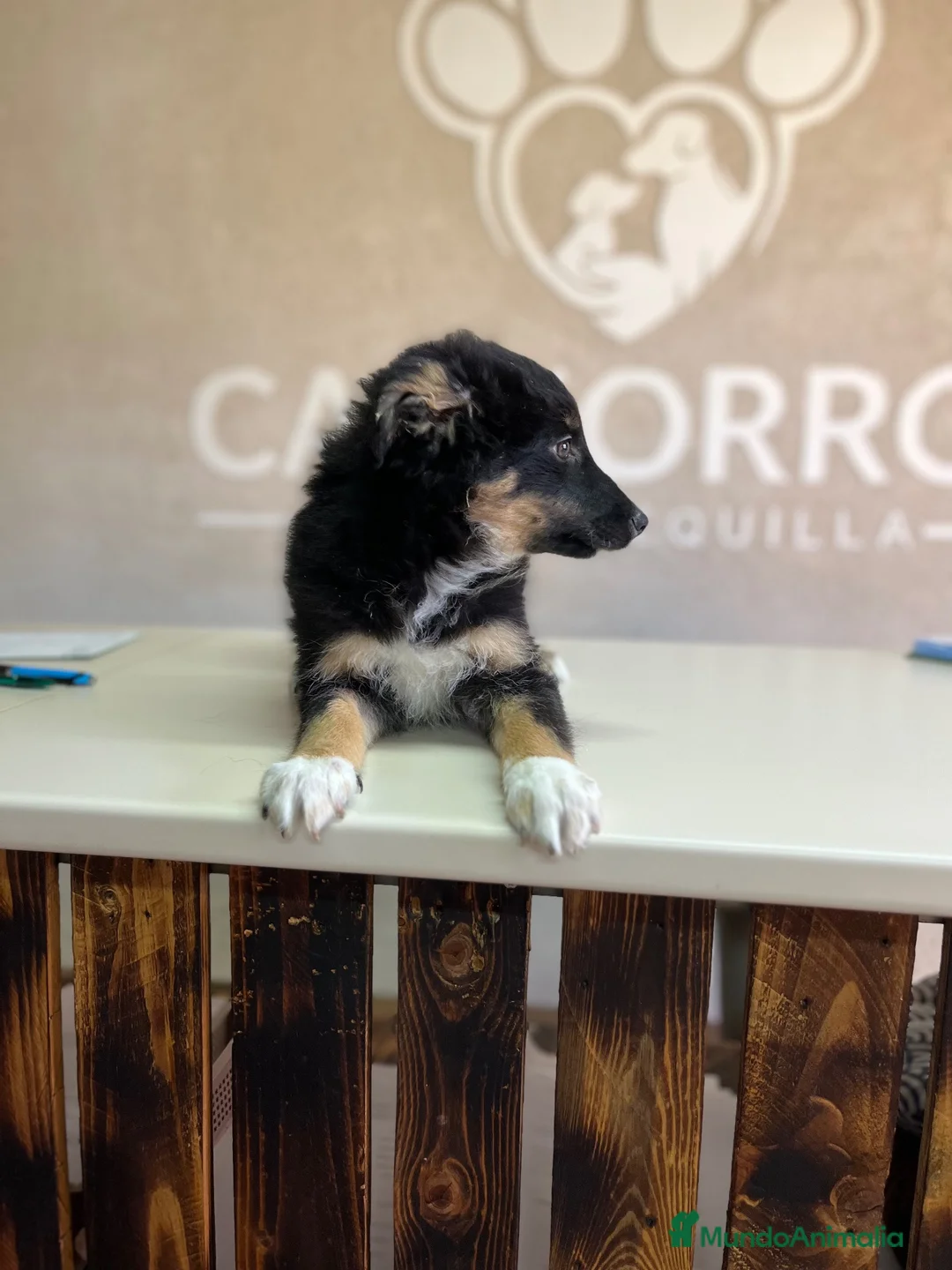 Border Collie perros en venta: Último Border collie  - Anuncio 6