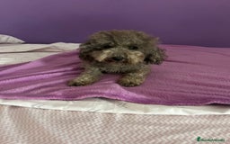 Caniche Enano perros en venta: Caniche mama enana papa toy !!! - Imagen 5