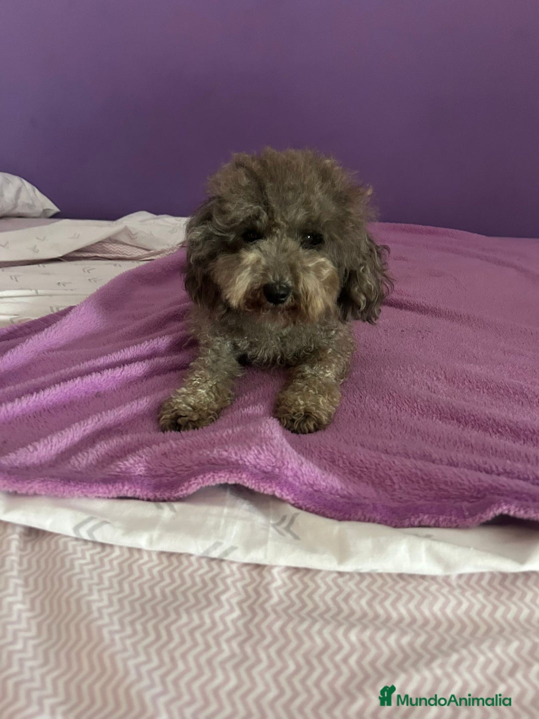Caniche Enano perros en venta: Caniche mama enana papa toy !!! - Imagen 5