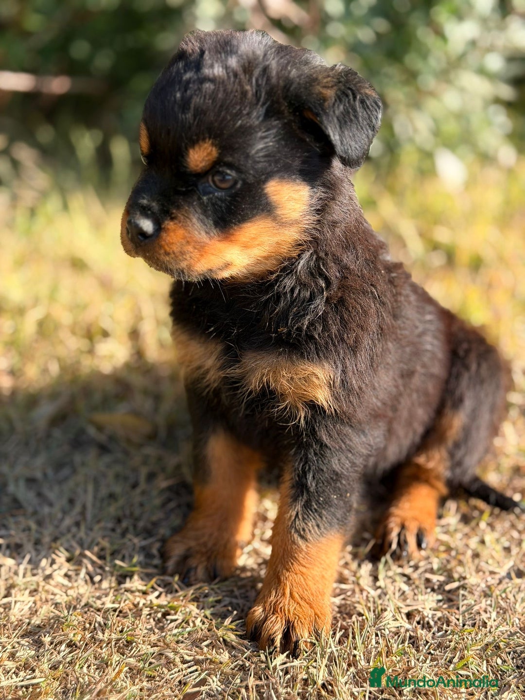 Rottweiler perros en venta: ROTTWEILER EXCELENTE LINEA - Anuncio 4
