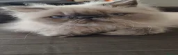 Persa gatos en venta: Persas himalayos mallorca - Anuncio 6