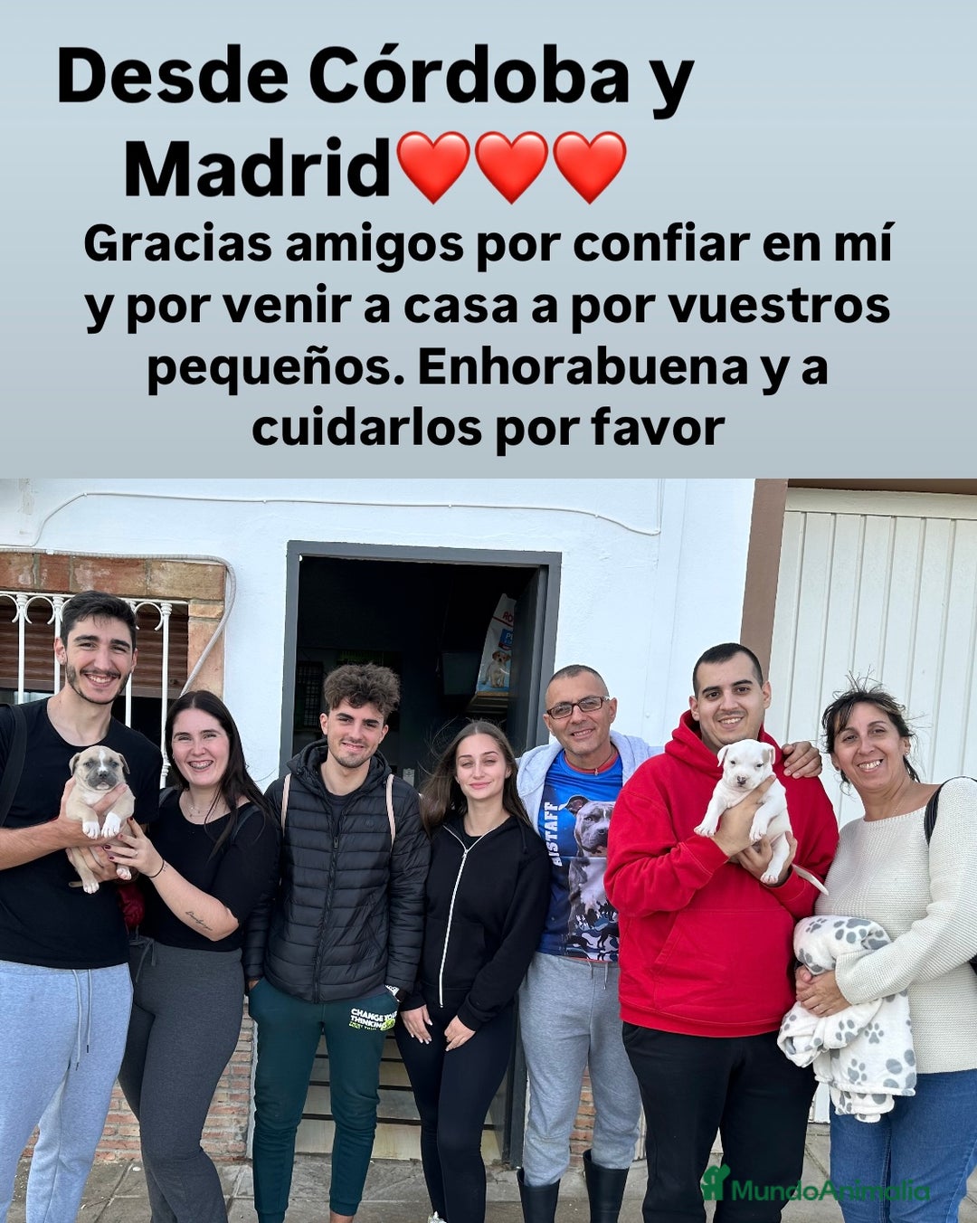 American Staffordshire-Terrier perros en venta: American Stanford, mis pequeños - Imagen 6