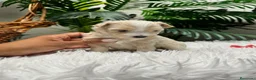 Maltipoo perros en venta: MALTIPOO - Anuncio 10